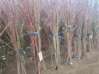 서울농원묘목님의 작성글 사진