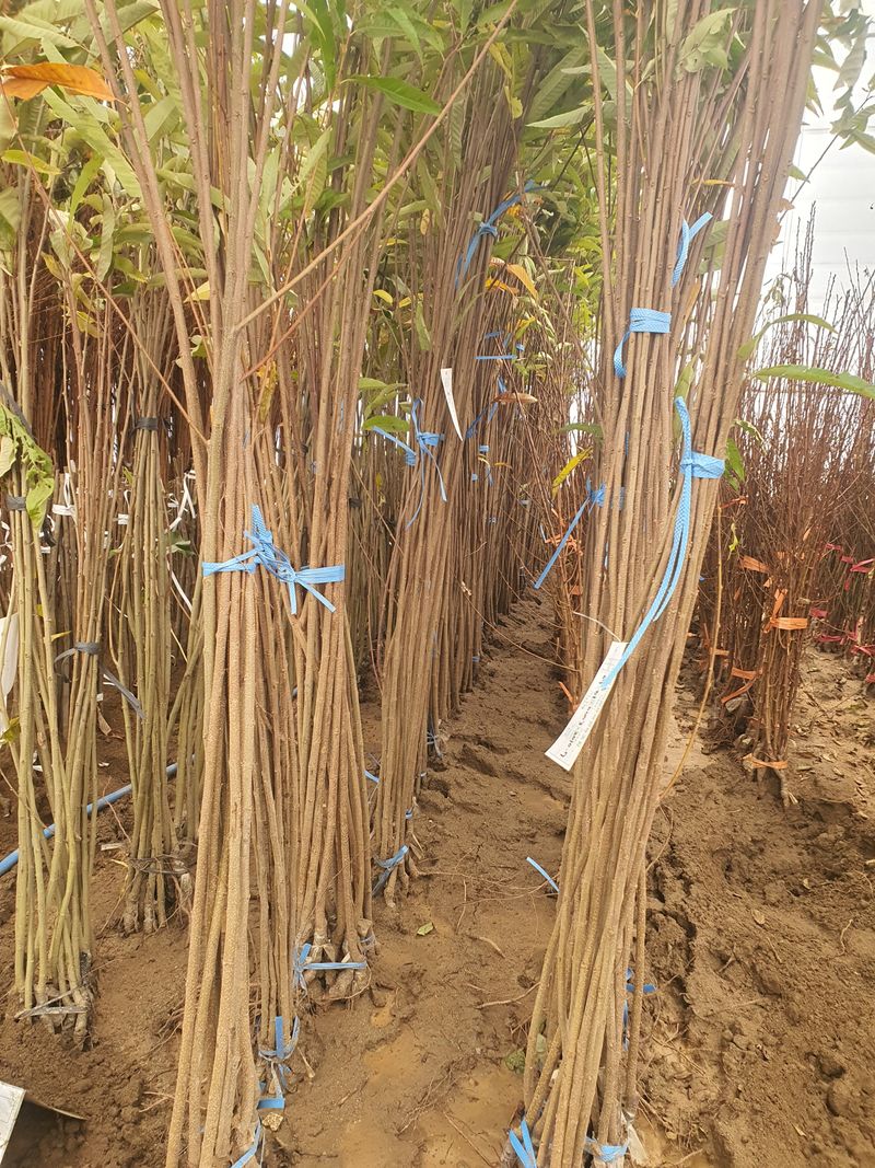 서울농원묘목님의 장터 판매 상품 [2024년 유실수 조경수 묘목  전문 생산 농원 수종 다양하게 판매합니다] 첨부 사진