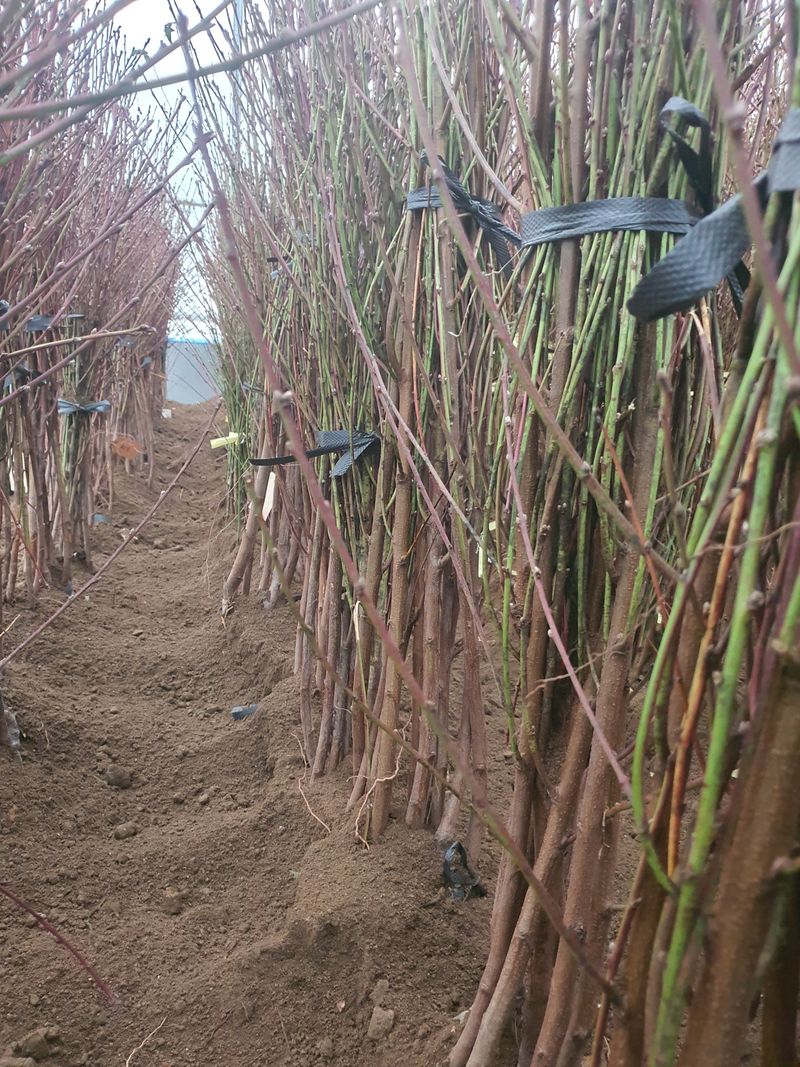 서울농원묘목님의 장터 판매 상품 [2024년 유실수 조경수 묘목  전문 생산 농원 수종 다양하게 판매합니다] 첨부 사진