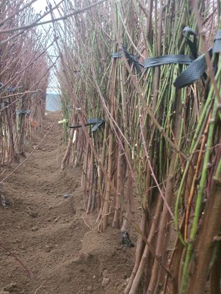 서울농원묘목님의 작성글 사진