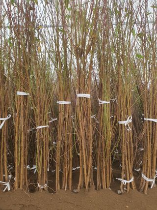 서울농원묘목님의 작성글 사진
