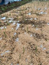 팜모닝 자유주제·자유게시판 게시글 이미지