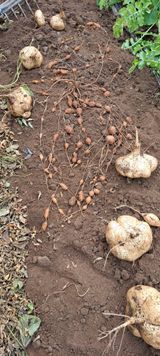 팜모닝 기타작물·자유게시판 게시글 이미지