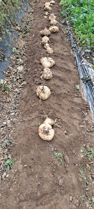 장준재님의 기타작물 · 자유게시판 작성글 사진