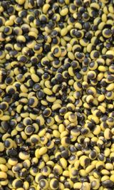 팜모닝 최근 산 물건을 알려주세요!·참여글 게시글 이미지