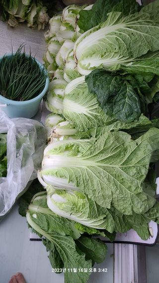 도솔님의 배추 · 영농일지 작성글 사진