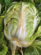 팜모닝 배추·병해충상담 게시글 이미지