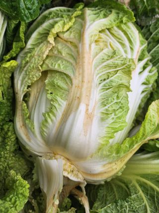 문영순님의 배추 · 병해충상담 작성글 사진