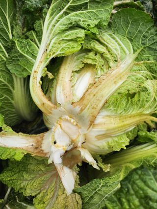 문영순님의 배추 · 병해충상담 작성글 사진