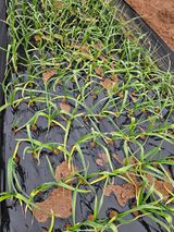 팜모닝 마늘·병해충상담 게시글 이미지