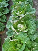 팜모닝 배추·병해충상담 게시글 이미지