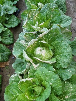 신안 초보님의 배추 · 병해충상담 작성글 사진