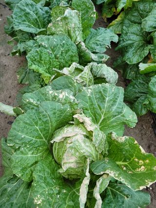 신안 초보님의 배추 · 병해충상담 작성글 사진