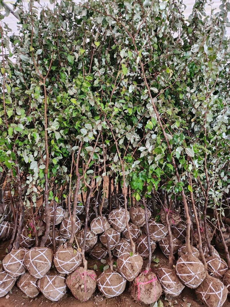 장터 상품 [무료배송 왕보리수 결실주 3~4점 튼실합니다] 썸네일