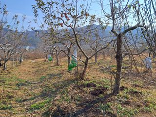 조근석님의 사과 · 영농일지 작성글 사진