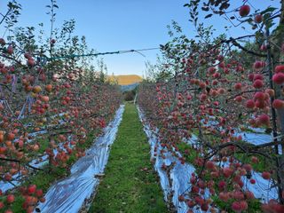 박영석님의 사과 · 수확 작성글 사진
