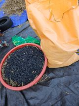 팜모닝 콩·자유게시판 게시글 이미지