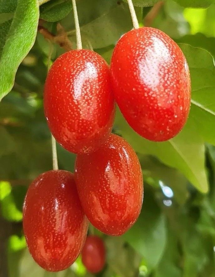 일심묘목농원님의 장터 판매 상품 [왕보리수 2년생 묘목] 첨부 사진