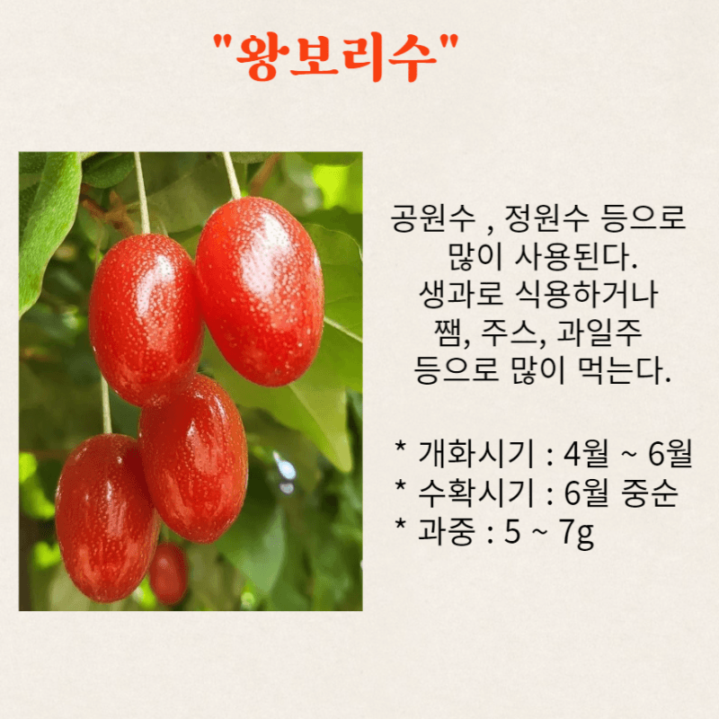 일심묘목농원님의 장터 판매 상품 [왕보리수 2년생 묘목] 첨부 사진