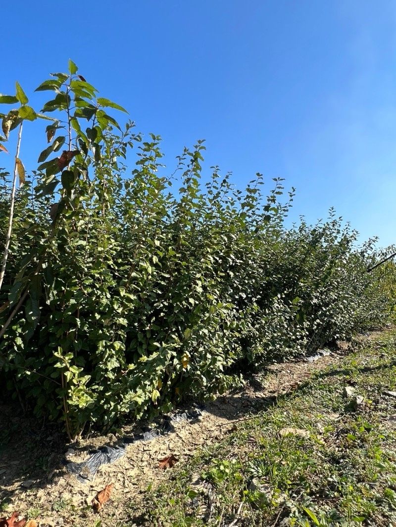 일심묘목농원님의 장터 판매 상품 [왕보리수 2년생 묘목] 첨부 사진