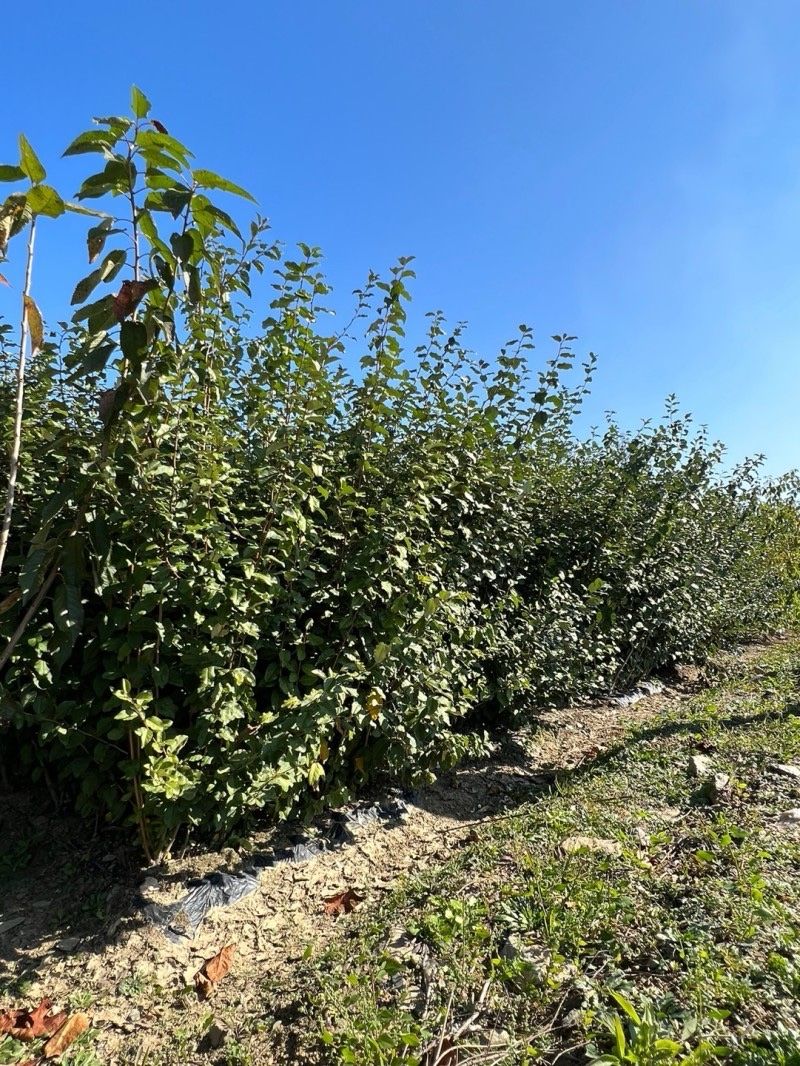 일심묘목농원님의 장터 판매 상품 [왕보리수 2년생 묘목] 첨부 사진