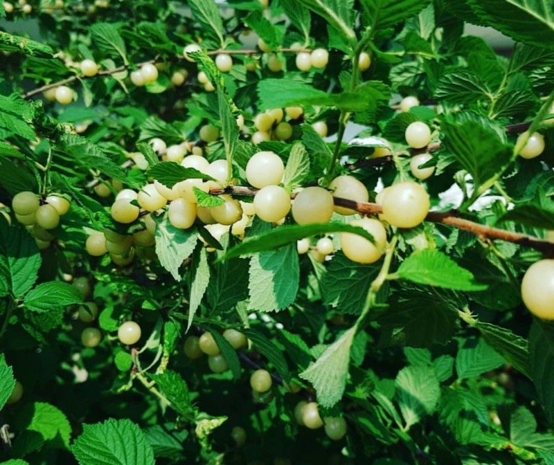 일심묘목농원님의 장터 판매 상품 [화이트앵두 접목1년생 묘목] 첨부 사진