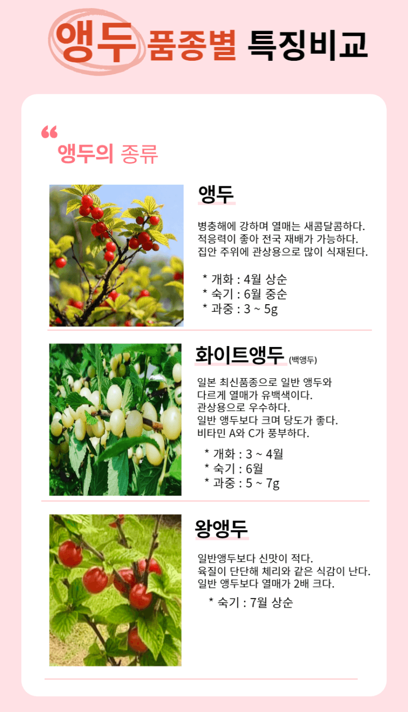 일심묘목농원님의 장터 판매 상품 [화이트앵두 접목1년생 묘목] 첨부 사진