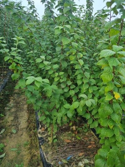 일심묘목농원님의 장터 판매 상품 [화이트앵두 접목1년생 묘목] 첨부 사진