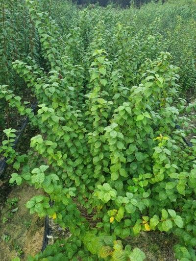 일심묘목농원님의 장터 판매 상품 [화이트앵두 접목1년생 묘목] 첨부 사진