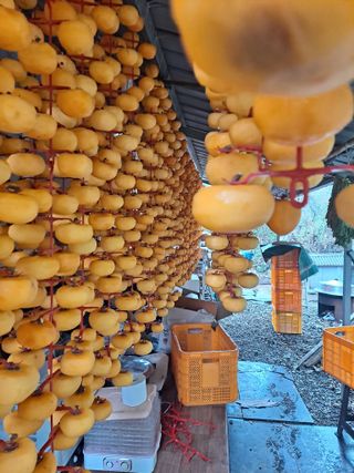 농촌사랑님의 감 · 자유게시판 작성글 사진