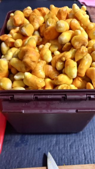 나금옥 (편안이)님의 11월 내 작물 자랑하기 · 참여글 작성글 사진