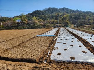 장재갑님의 마늘 · 영농일지 작성글 사진