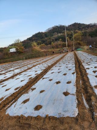 장재갑님의 마늘 · 영농일지 작성글 사진