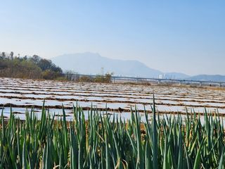 장재갑님의 마늘 · 영농일지 작성글 사진