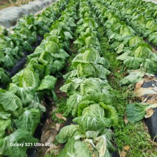 엄득용님의 콩 · 자유게시판 작성글 사진