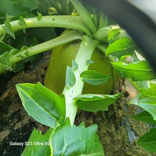 엄득용님의 콩 · 자유게시판 작성글 사진