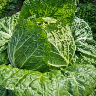 엄득용님의 콩 · 자유게시판 작성글 사진