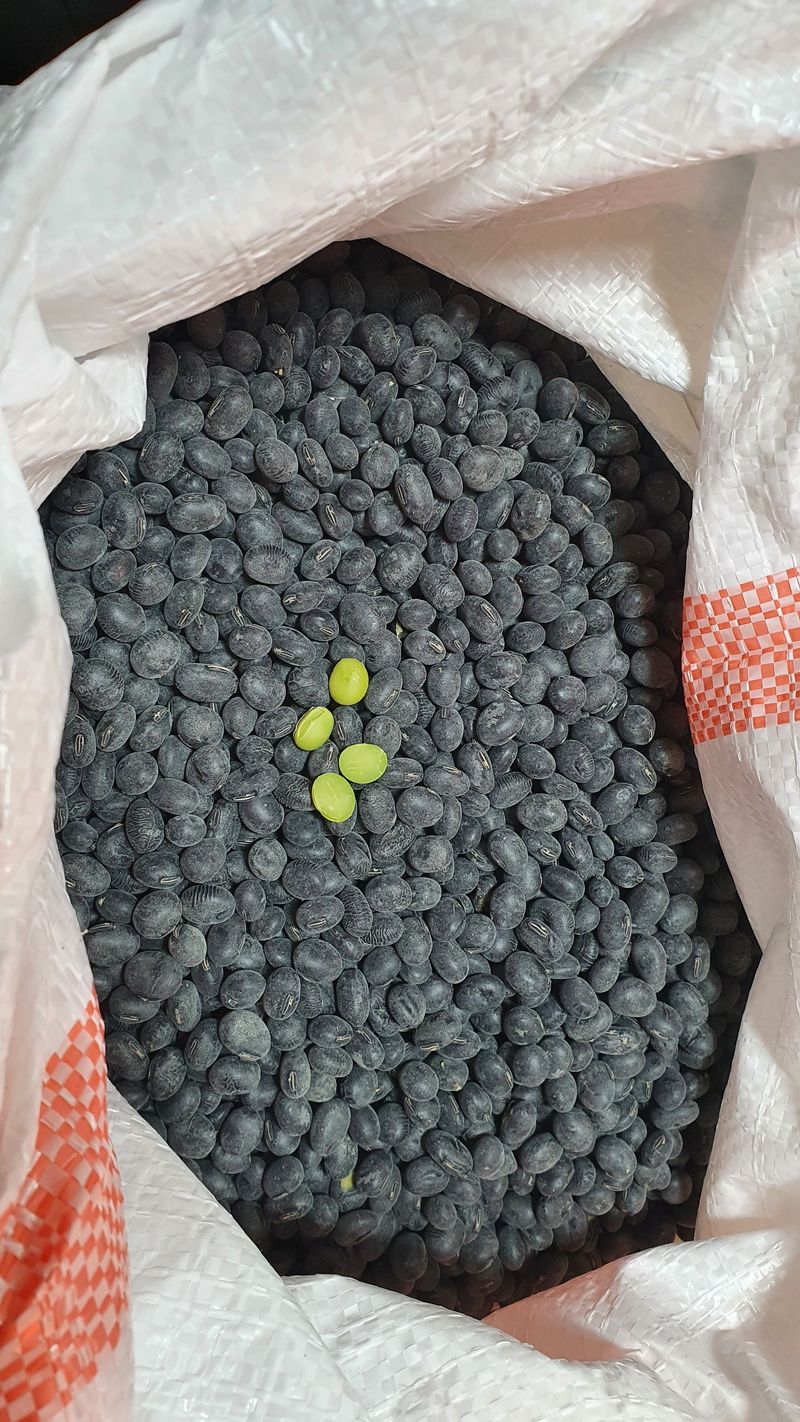 장터 상품 [서리태속청 새바람콩 종자용(5kg)] 썸네일