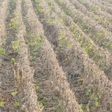 팜모닝 콩·자유게시판 게시글 이미지