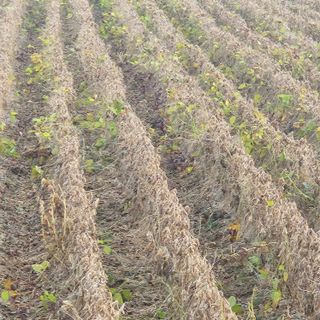 박용기님의 콩 · 자유게시판 작성글 사진