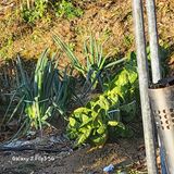 팜모닝 겨울 대비 어떻게 하셨나요·참여글 게시글 이미지