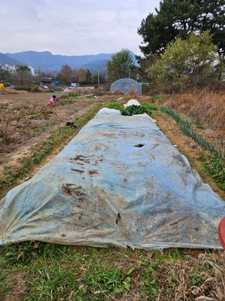 장문업 님의 양배추 · 영농일지 작성글 사진