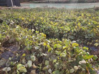 행복한 우아농장님의 콩 · 자유게시판 작성글 사진