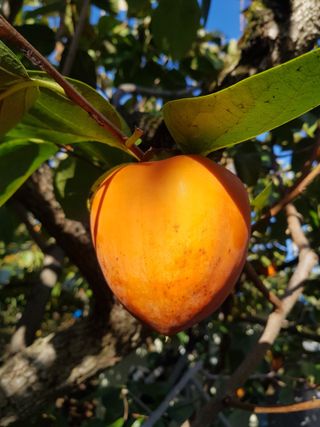 정수산님의 감 · 자유게시판 작성글 사진