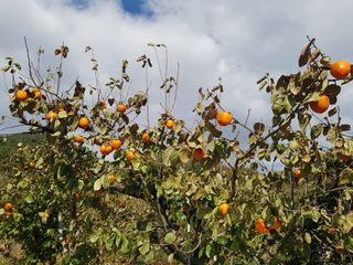 정수산님의 감 · 자유게시판 작성글 사진