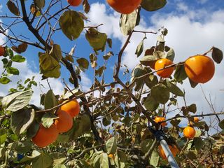 정수산님의 감 · 자유게시판 작성글 사진
