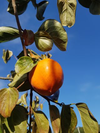 정수산님의 감 · 자유게시판 작성글 사진
