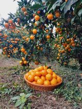 팜모닝 11월 내 작물 자랑하기·참여글 게시글 이미지