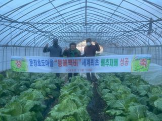 미래의 의사는 농부님의 배추 · 수확 작성글 사진