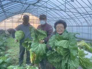 미래의 의사는 농부님의 배추 · 수확 작성글 사진
